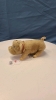 Wind-Up Pig -Made in Japan