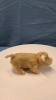 Wind-Up Pig -Made in Japan - 3