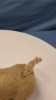 Wind-Up Pig -Made in Japan - 5